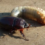 Ловим рыбу на майского жука и его личинку