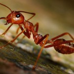 Ловля рыбы на муравьев