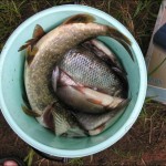 Рыбалка на Ладожском озере + Новоладожском канале