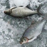 Рыбалка в зимнюю пору
