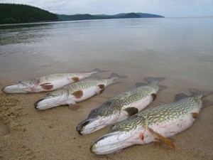 Рыбная ловля на Байкале